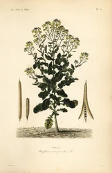 ポーランドのキャノーラまたはキャノーラ油の植物、Brassica rapa、Brassica campestris、Colza