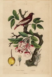 リンゴの木（Malus pumila）の上のポンパドール・コティンガ（Xipholena punicea）、果実、花 Pompadour et pommier a bouquets