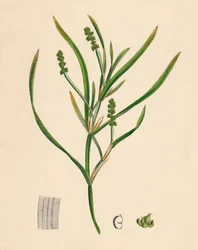 Potamogeton zosterifolius。 19世紀のグラスラックリーブドポンドウィード
