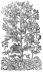 ジャガイモ、1640