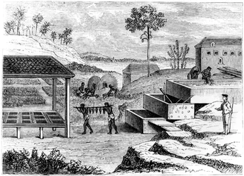 インディゴの準備、サントドミンゴ、1873