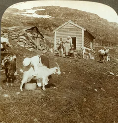 ノルウェー、ハウケリMtsで牛と山羊を飼育しているかなりノルウェーの女の子、c1905。