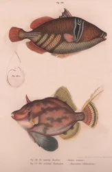 ウチワサボテンBatistes aculeatus、Monacanthus bifilamentosus、1850年代頃