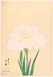 プリント、白滝（白滝）、No.28