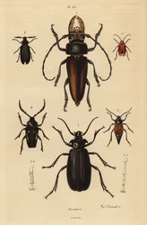 Psalidognathus friendii 1、Madre de la Culebra、Acanthinodera cumingii 2、Allocerus dilaticorne 3、Callipogos barbatus 4、Anacolus sanguineus 5、Prionus flavipennis 6