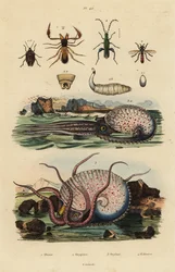 擬態したサソリ、Chthonius orthodactylus 1、Octyptera bicolor 2、結跏趺坐したタコ、Ocythoe tuberculata 3、偽装したアブラゼミ、Oedemera nobilis 4