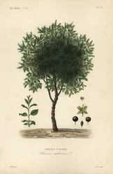 パージするクロウメモドキの木、Rhamnus cathartica、Rhamnus catharticus、Nerprun purgatif