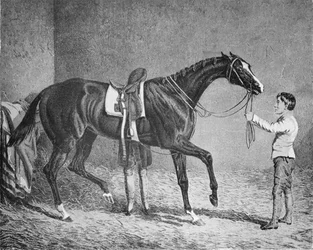 トランプの女王、1832-1843、1911
