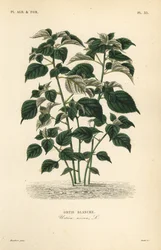 Ramie or China grass, Boehmeria nivea, Urtica nivea, Ortie blanche
