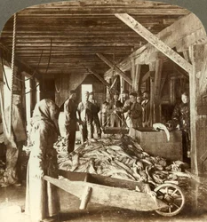 船から魚を受け取り、輸出用に梱包-魚の倉庫、オーレスン、ノルウェー、c1905。
