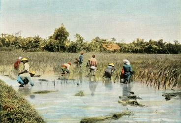 米の収穫、米の収穫、1900年。