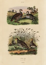 赤足のウズラ（Lates rufa）と灰色のウズラ（Perdix perdix Perdrix rouge et perdrix grise
