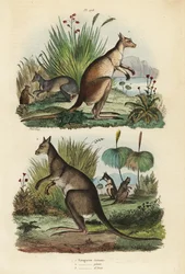 アカカンガルー（Macropus rufus）1、オキナワカンガルー（Macropus giganteus）2、ダスキーワラビー（Thylogale brunii）3
