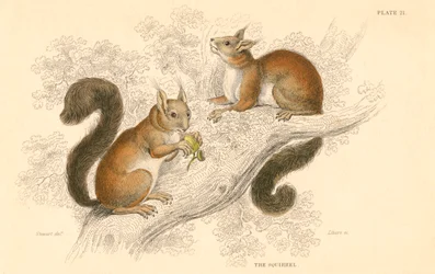 アカリスSciurus vulgaris、ヨーロッパとアジア原産の樹木に生息するげっ歯類、1828