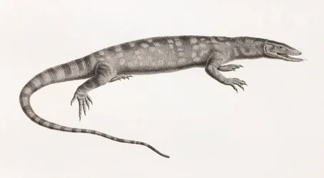 爬虫類。フォルスカルのオワラン