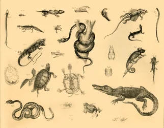 爬虫類、c1910。