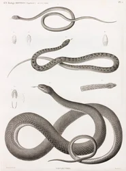 爬虫類：蛇のイラストシリーズ