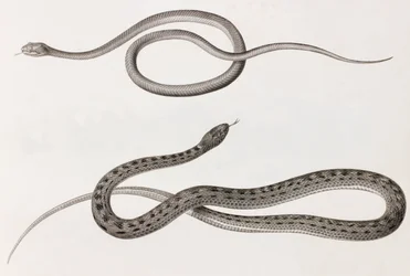 爬虫類：ヘビのイラストのクローズアップ画像2枚