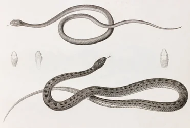 爬虫類：ヘビのイラストのクローズアップ画像2枚