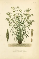 レスキューグラス、またはシュレーダーズ・ブロムグラス（Bromus catharticus, Bromus schraderi, Brome de Schrader）。