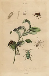 Rhigus, Platyoma and Cyphus weevils, bristly millipede, Polyxenus lagers and King Solomon