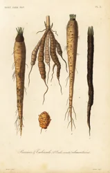 根菜類、racines et tubercule alimentaires