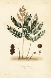 ロイヤルファーン、Osmunda regalis、Osmonde royale