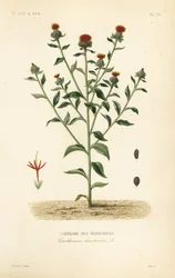 ベニバナ、Carthamus tinctorius、Carthame des teinturiers