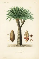 サゴヤシ、キングサゴ、サゴソテツ、日本のサゴヤシ、Cycas revoluta、Cycas