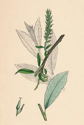 ヤナギphylicifolia、var。ラジカン。茶葉サロー、変種。 a。、19世紀
