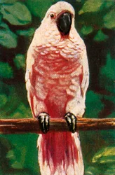 サーモンクレステッドオウム、c1928。