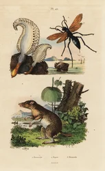 ウミペン（Pennatula phosphorea）1、クモバチ（Pepsis limbata）2、長鼻のバンディクート（Perameles nasuta）3