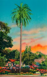 セラパーム。カリフォルニアで最初のヤシの木、c1941