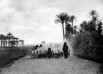 カイロ、エジプト、c1920の近くの羊飼いの羊