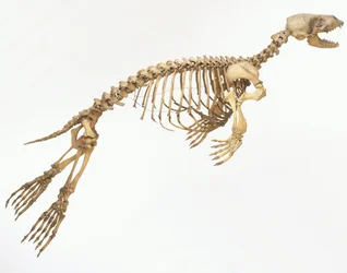 ゼニガタアザラシ（Phoca vitulina）の骨格「運動中」、側面図 ©Dave King/Dorling Kindersley/UIG/Leemage