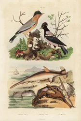 スムースハンマーヘッド（Sphyrna malleus）1、ハンマーオイスター（Malleus malleus）2、ブラミーミーナ（Sturnia pagodarum）3、バラ色のムクドリ（Pastor roseus）4
