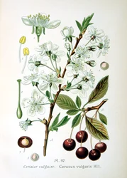 サワーチェリー、1893
