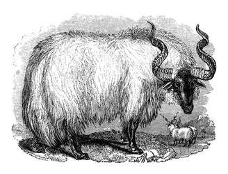 スペインの羊、1848