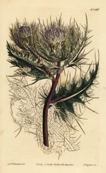 棘のあるアザミ、Cirsium spinosissimum（Featherly headed cnicus, Cnicus spinosissimus
