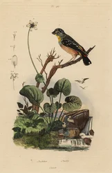 スポッテッド・パルダローテ（Pardalotus punctatus
