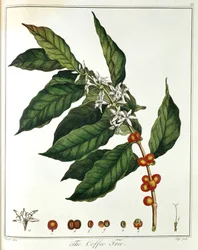 1798年の花と豆を示すコーヒーコーヒーノキアラビカの小枝