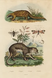 スンダ・パンゴリン（Manis javanica）、準絶滅危惧種1、ヒョウ（Panthera pardus）4、ウマバエ（Tabanus rostratus）3、サソリバエ（Panorpa communis）3