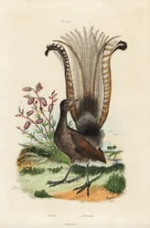 スーパードライバード（Menura novaehollandiae）とニセツツジ（Menziesia ferruginea）。