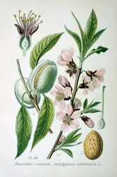 スイートアーモンド、1893
