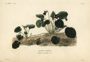 スイートバイオレットまたはガーデンバイオレット、Viola odorata、Violette odorante