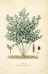 シリアン・ビーン・ケイパー（Zygophyllum fabago, Fabagelle