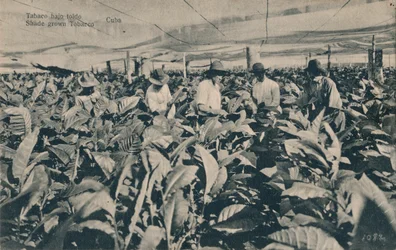日よけの下のタバコ。日よけタバコ-キューバ、c1900