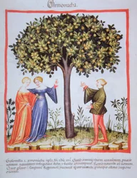 "Tacuinum Sanitatis" Codex Vindobonensis Nova Series 2644, fol.9, 《アプリコットを摘む》 ミニチュア (1370-1400) (紙にペイント)