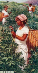 お茶、1-葉を抜く、セイロン、1928
