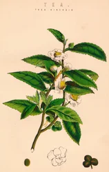 茶、19世紀